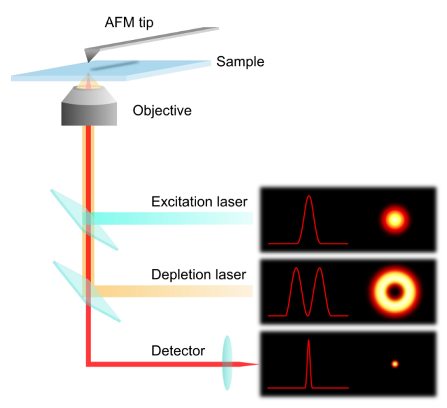 Diagram showing how AFM and STED microscopy work together; STED laser creates a donut-shaped depletion zone to sharpen fluorescence