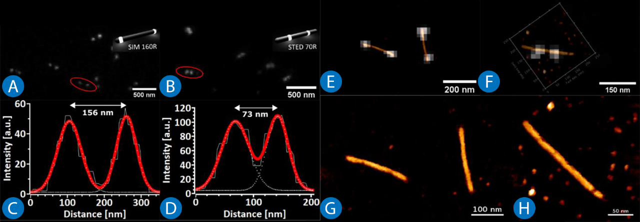 Correlative AFM and STED images of DNA nanorulers showing structural alignment, intensity profiles, and topography overlays.
