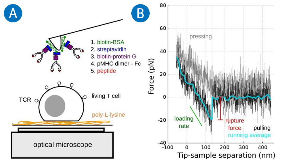 Image shows AFM setup measuring weak TCR–pMHC forces on live T cells, with a bond breaking at around 20 pN.