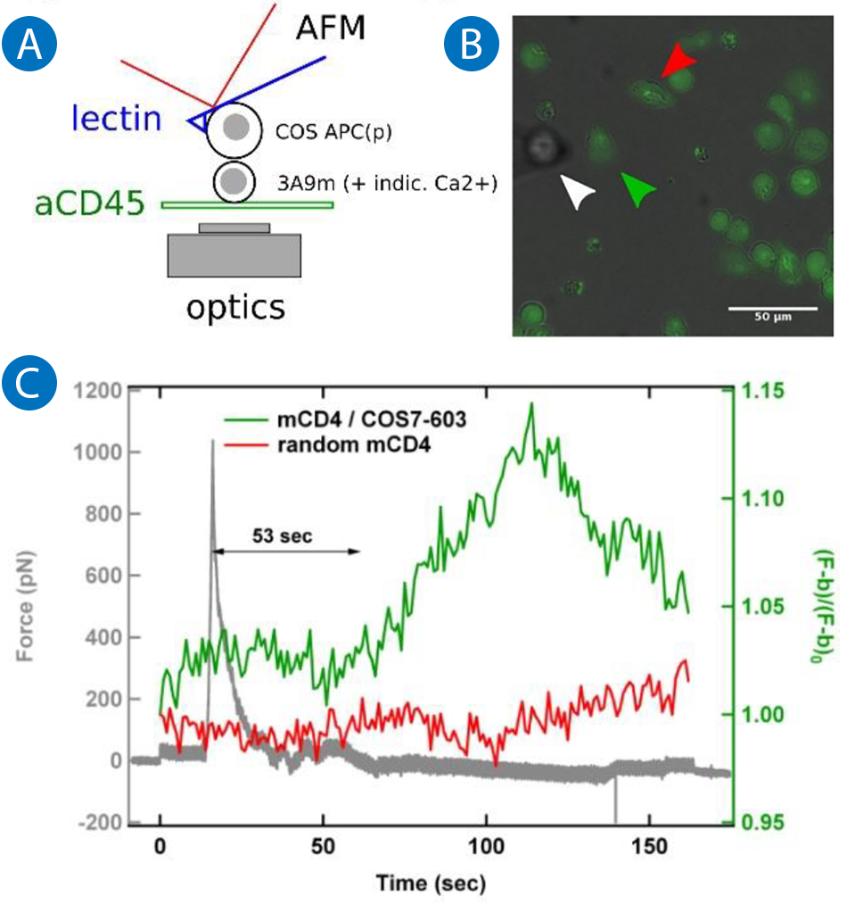 Image shows SCFS combined with fluorescence microscopy. (A) Diagram of a T cell interacting with an APC using AFM. (B) Overlay of transmission and fluorescence images showing APC, contacted T cell, and control cell. (C) Force and fluorescence signals showing calcium increase after contact.