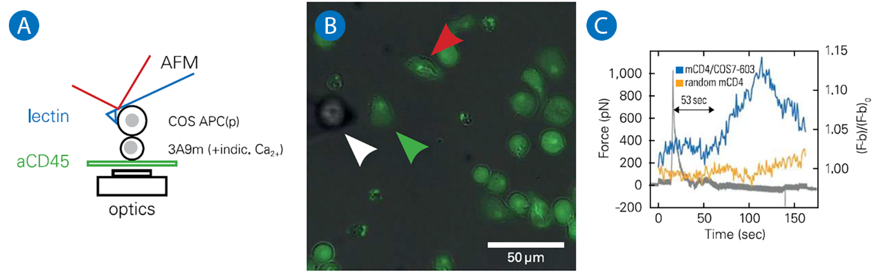 Image shows SCFS combined with fluorescence microscopy. (A) Diagram of a T cell interacting with an APC using AFM. (B) Overlay of transmission and fluorescence images showing APC, contacted T cell, and control cell. (C) Force and fluorescence signals showing calcium increase after contact.