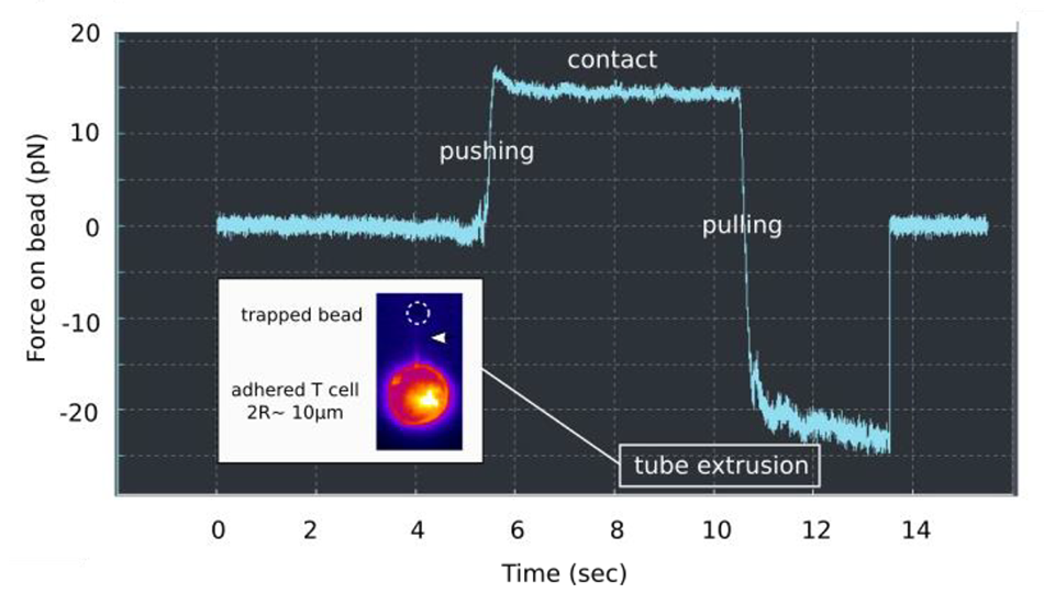 Image shows membrane tube pulling from a T cell using optical tweezers. A bead pulls a tether, shown by a force plateau. Inset shows fluorescent membrane tube marked by a white arrowhead.