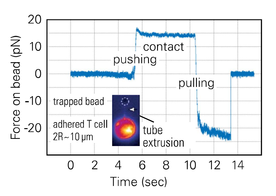 Image shows membrane tube pulling from a T cell using optical tweezers. A bead pulls a tether, shown by a force plateau. Inset shows fluorescent membrane tube marked by a white arrowhead.