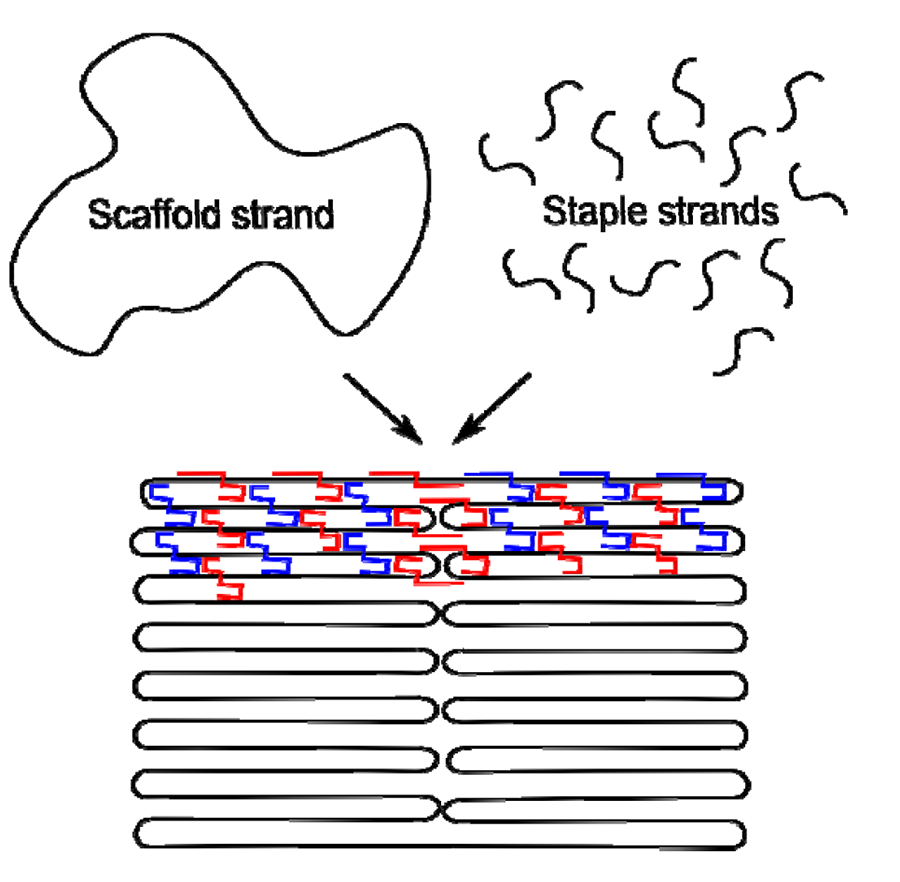 DNA origami concept: a long scaffold strand folded into a rectangle, held together by staple strands filling the shape.