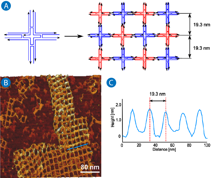 4×4 DNA tile schematic, AFM image showing lattice and partial structures, with 19.3 nm spacing. 