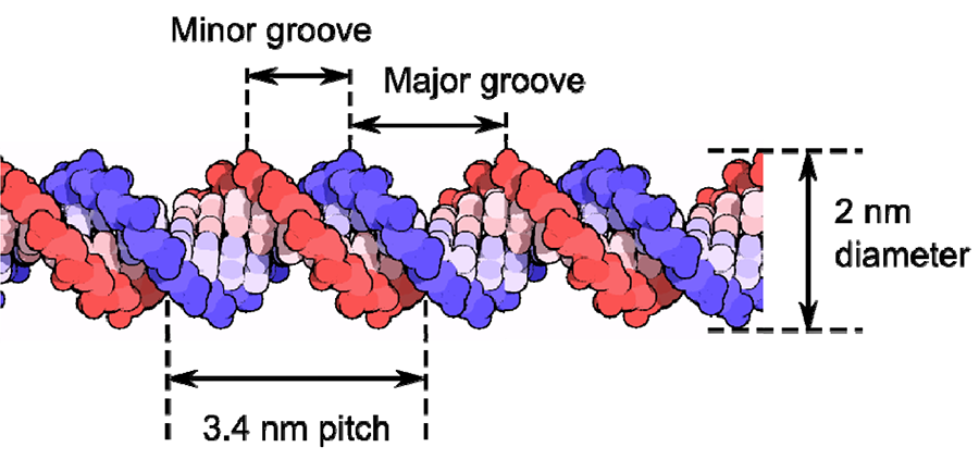 Diagram showing the structure of a double-stranded DNA molecule.
