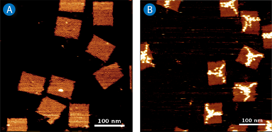 Rectangular DNA origami imaged by AFM.