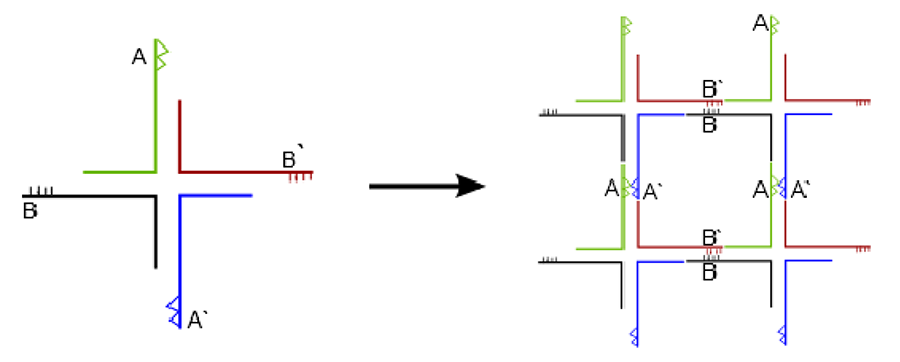 Diagram illustrating Seeman’s DNA self-assembly concept, where 2D arrays form via four-arm junctions with complementary sticky ends.