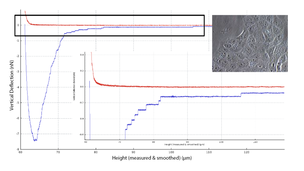 Force-distance curve of a Vero cell interacting with fibronectin-coated tipless cantilever, with inset showing optical microscope image of Vero cell layer and zoomed force curve data.