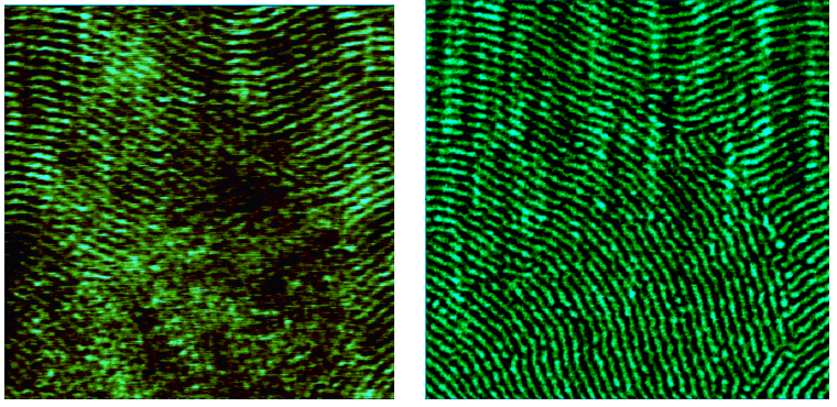 AFM height and phase images of PS-b-PMMA block copolymer. Image size 1 x 1 pm.