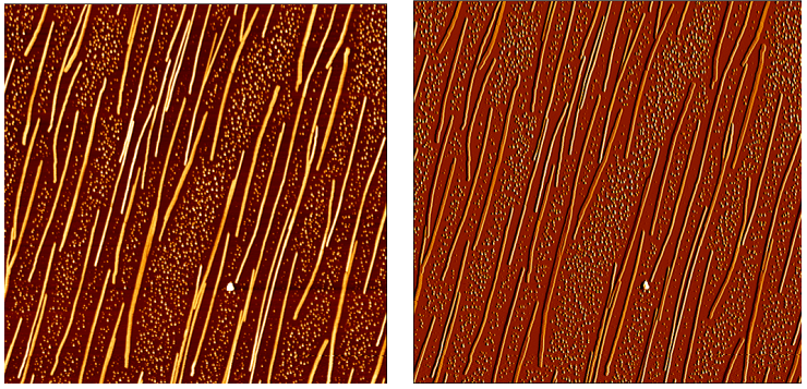 AFM height and amplitude images of p-hexaphenyl nanofibres on mica. Image size 25 pm x 25 pm.