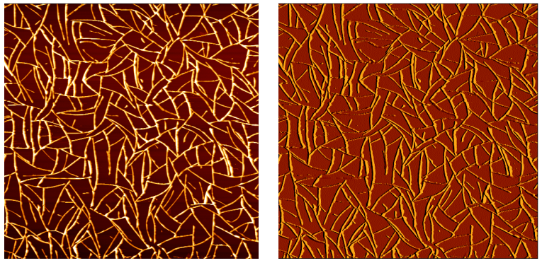 AFM height and amplitude images of p-hexaphenyl nanofibres forming a net-like structure on gold-coated mica. Image size 20 x 20 pm.