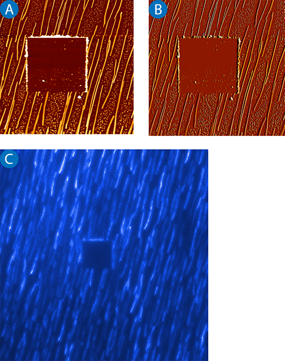 AFM and fluorescence images showing micromanipulation of nanofibres on mica. AFM tip scratched a 10 x 10 pm area. AFM scan size: 25 x 25 pm; fluorescence image: 70 x 70 pm.
