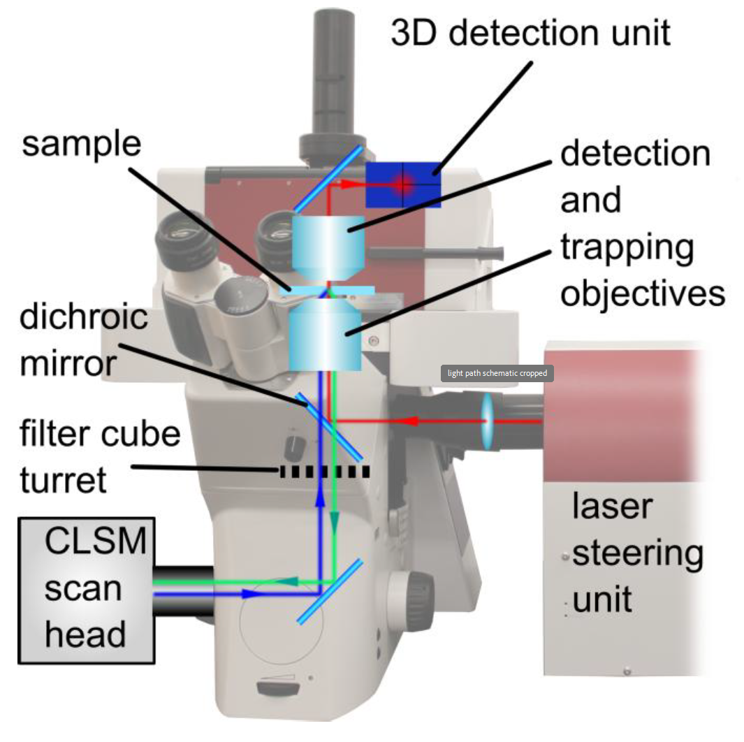 Optical layout showing red trapping laser between filter turret and objective, with blue excitation and green emission paths unobstructed.