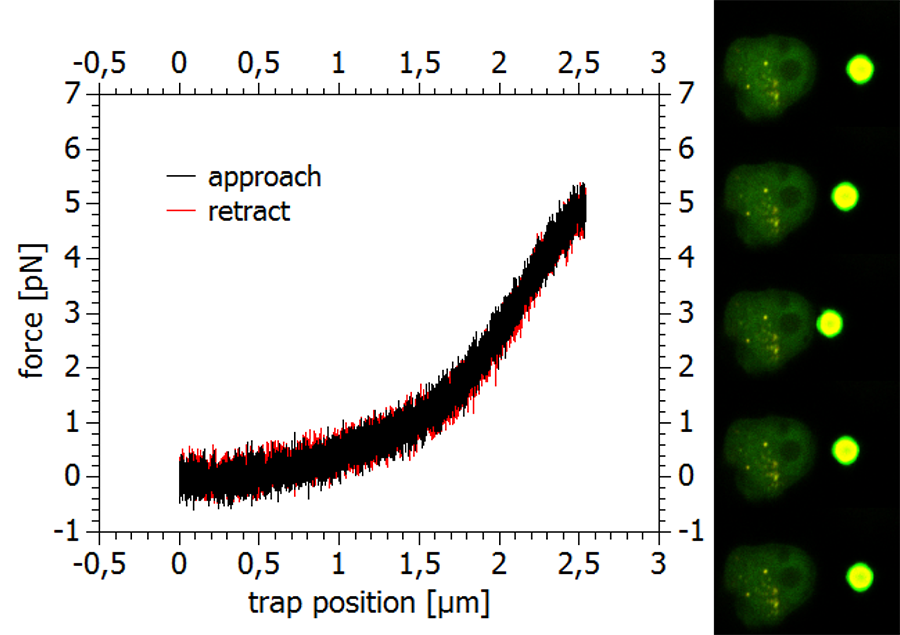 Force-distance curve showing cell indentation with a 2 µm bead; confocal images at 0 to 20 seconds illustrate membrane deformation.