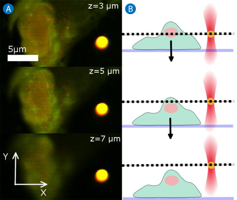 CLSM scans at different sample heights showing image clarity changes; schematic shows sample chamber moving down while bead stays in imaging plane.