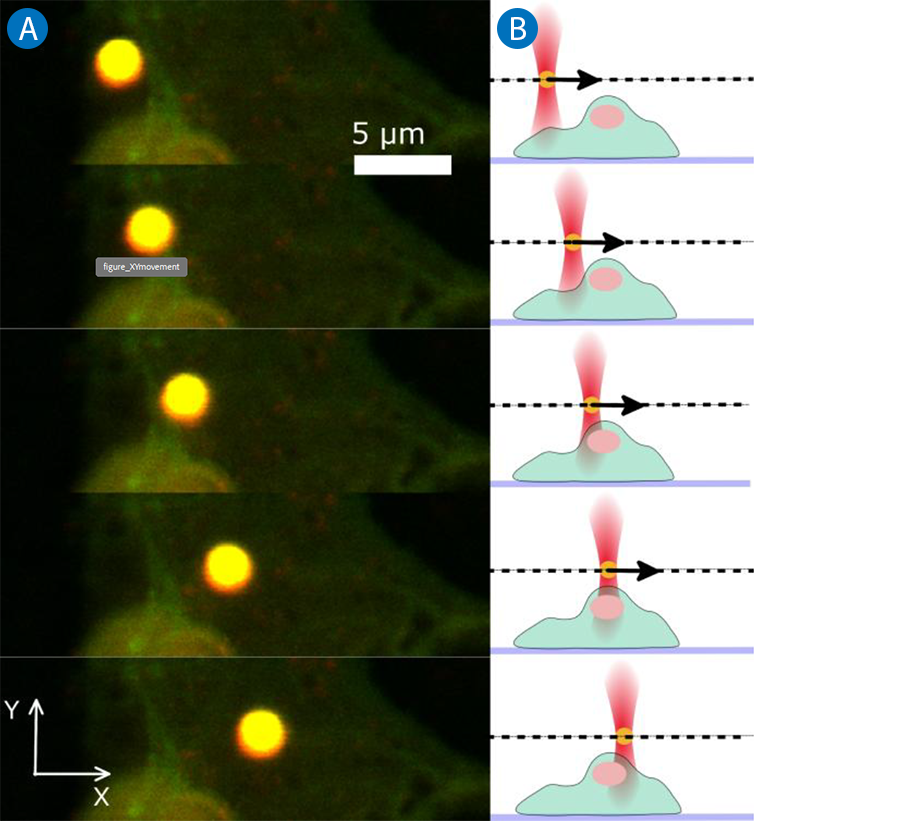 CLSM time series showing X/Y manipulation of a trapped fluorescent bead near a GFP-labeled endothelial cell, with side-view schematic of imaging plane.