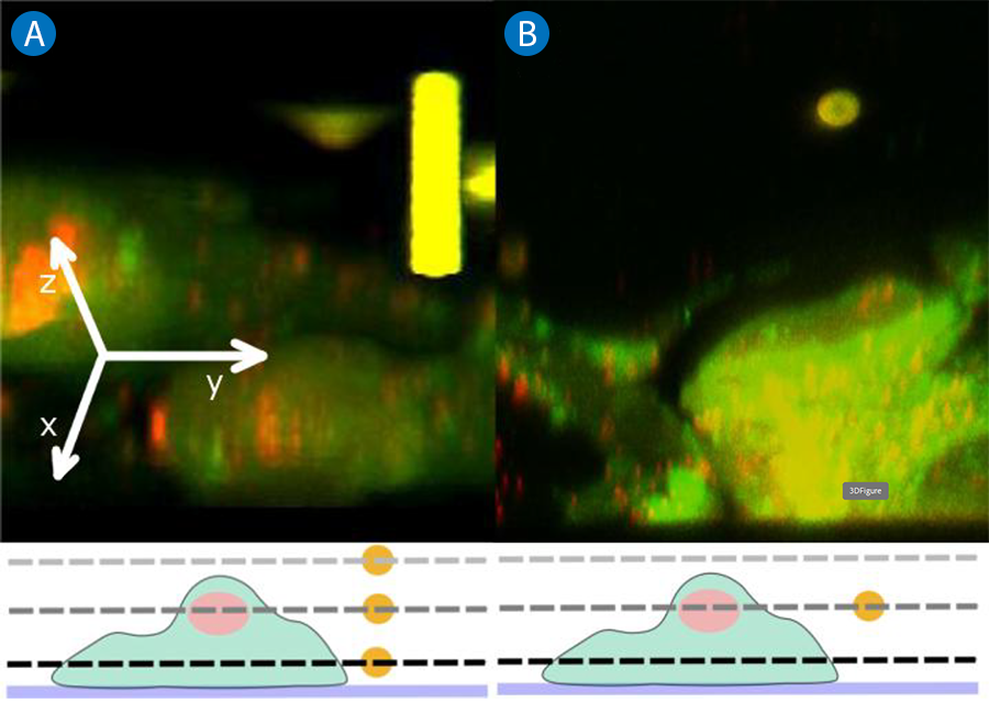 3D reconstructions from Z-stacks showing bead as a column when scanned in one plane (A) and as a sphere when scanned across planes (B).