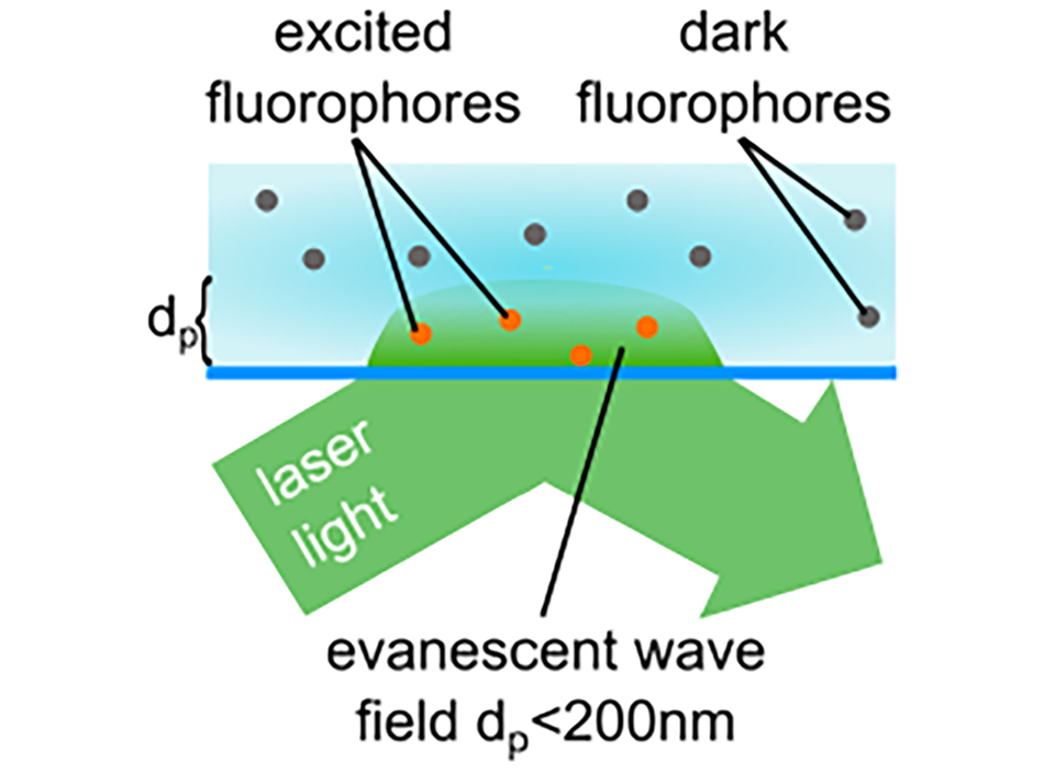 Illustration of the TIRF principle showing evanescent wave at the glass-sample interface, enabling selective excitation of fluorophores near the surface.