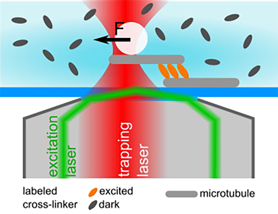 Diagram showing combined optical tweezers (OT) and TIRF setup with green illumination laser and red trapping laser coupled into a high NA objective to excite the sample and manipulate micro-beads.