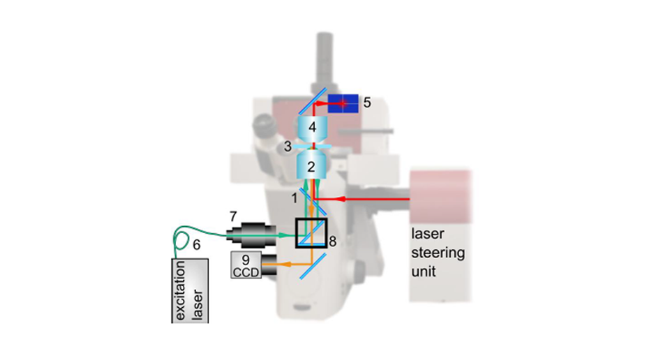 Diagram of the optical light path showing trapping laser (red) and excitation light (green) paths, with key components like dichroic mirrors, objectives, and camera for fluorescence and force detection.