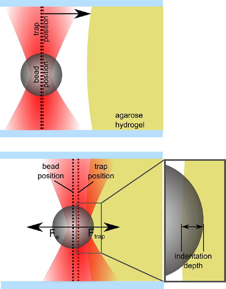 Image shows a bead indenting a hydrogel surface using optical trapping; displacement used to calculate indentation depth via Hertz model.