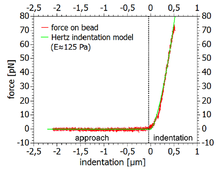 Graph showing force-indentation data fitted with the Hertz model to calculate the Young’s modulus of a soft sample.