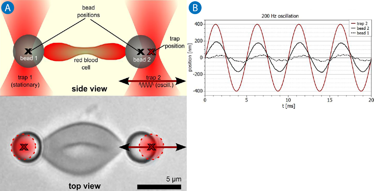Diagram and data showing dual-beam optical trapping of a red blood cell, with one trap oscillating to measure frequency-dependent cell deformation.