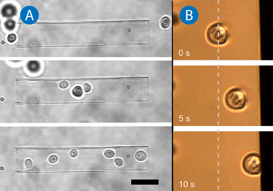 Image shows optical manipulation of yeast cells for collection (A) and surface adhesion testing (B), useful for studying implant coatings or anti-fouling treatments.