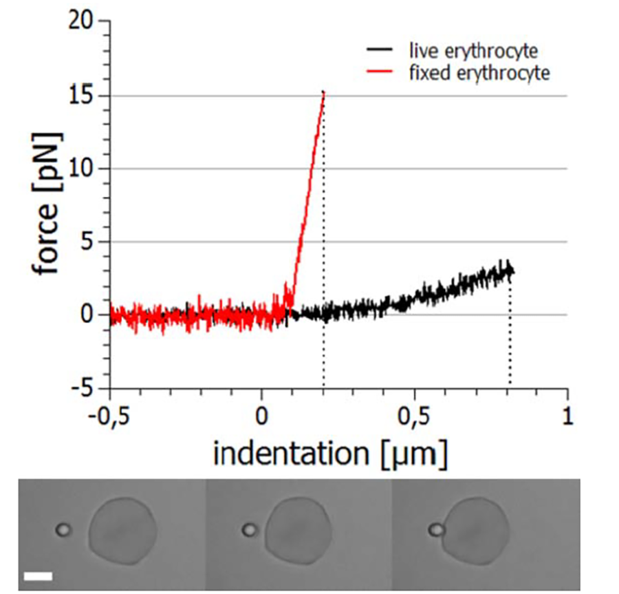 Image shows cell indentation using trapped microparticles to measure viscoelastic properties. Plot compares force curves for living and fixed red blood cells, showing increased stiffness after fixation. Bottom panel shows the experiment steps.