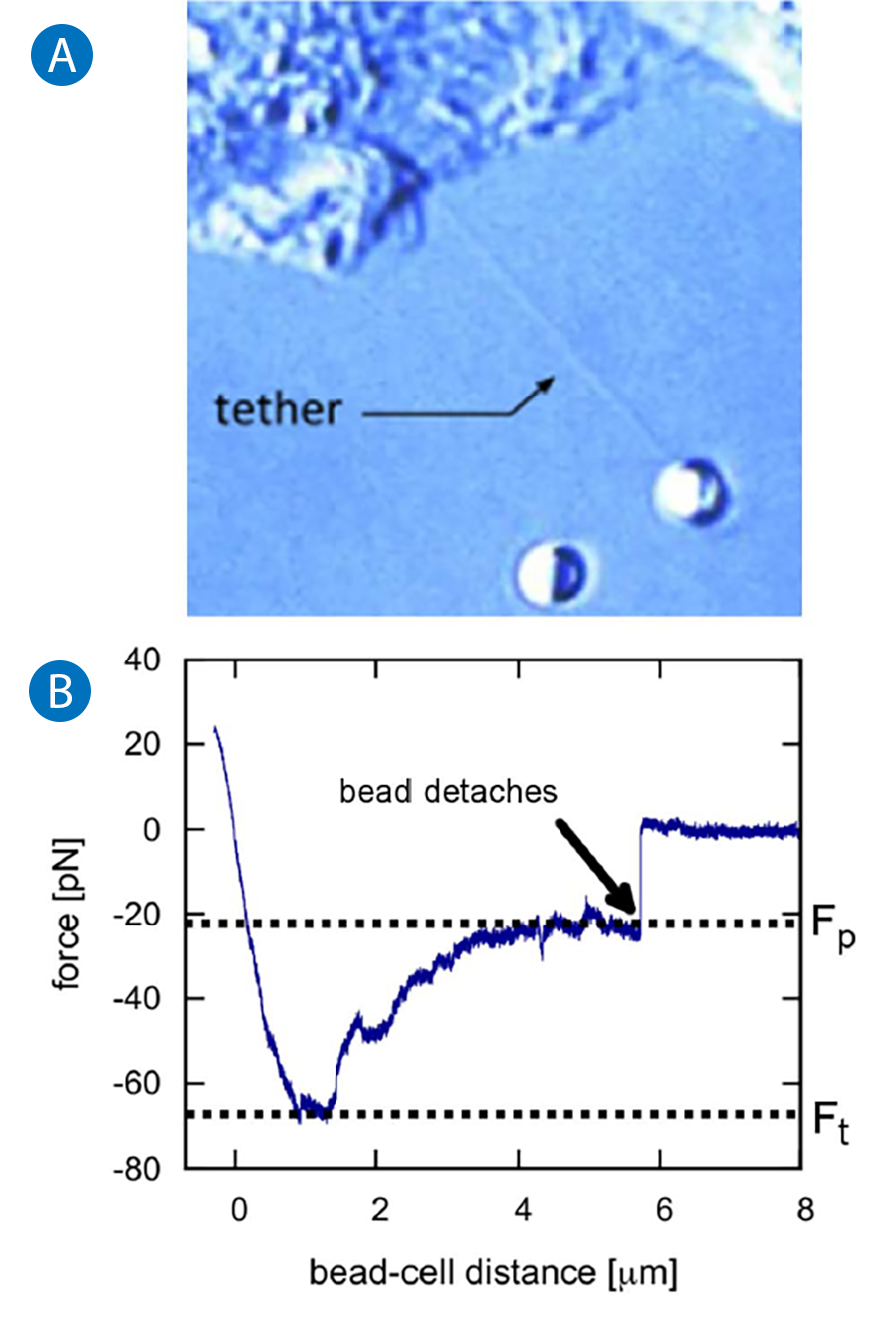 Image shows membrane tether pulling with the NanoTracker™ 2. A bead pulls on the cell membrane, forming tethers and revealing forces used to measure membrane mechanics.