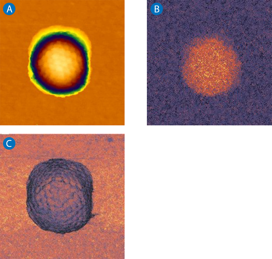 AFM images of Herpes Simplex Virus capsid in liquid showing height, adhesion, and elasticity over a 300 nm area.