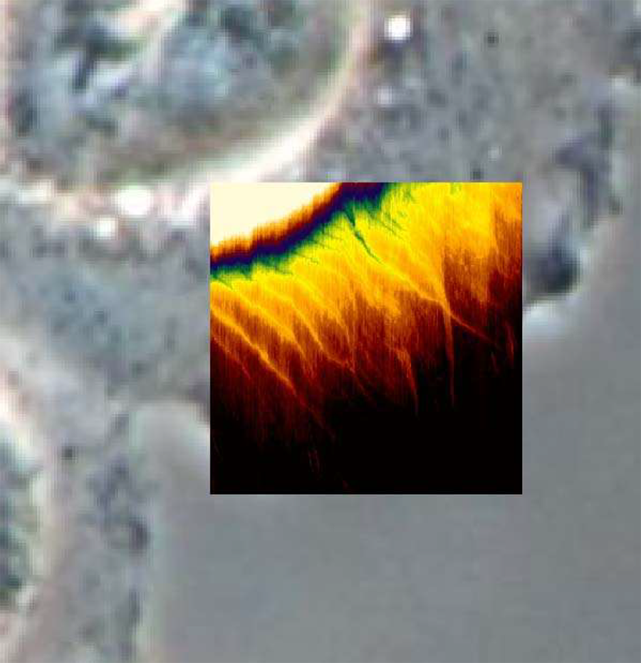 Overlay of phase contrast and QI™ height image of live CHO cells; 25 µm scan, 3.4 µm z-range at 37°C in culture medium.
