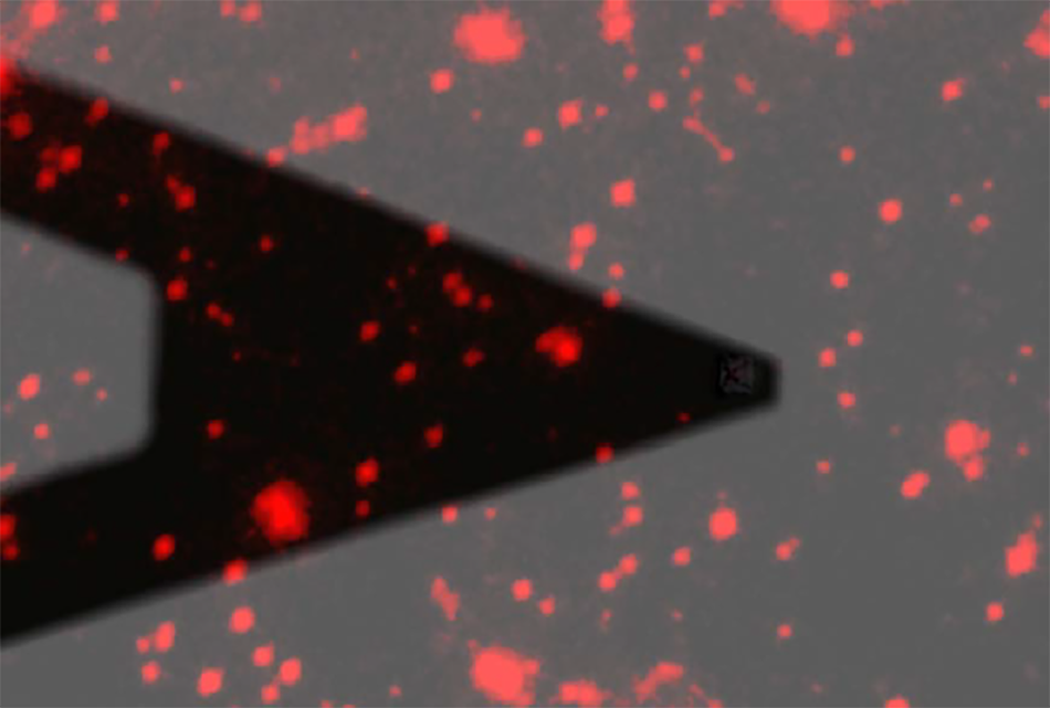 Image shows fluorescent Rad51 proteins bound to DNA under faint widefield illumination, with the AFM tip also visible.