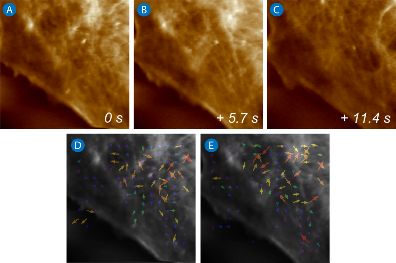 Realtime AFM images showing cytoskeletal changes at the edge of live KPG7 fibroblasts. Displacement fields from PIV analysis are overlaid to show movement. Scan size: 5×5 µm.