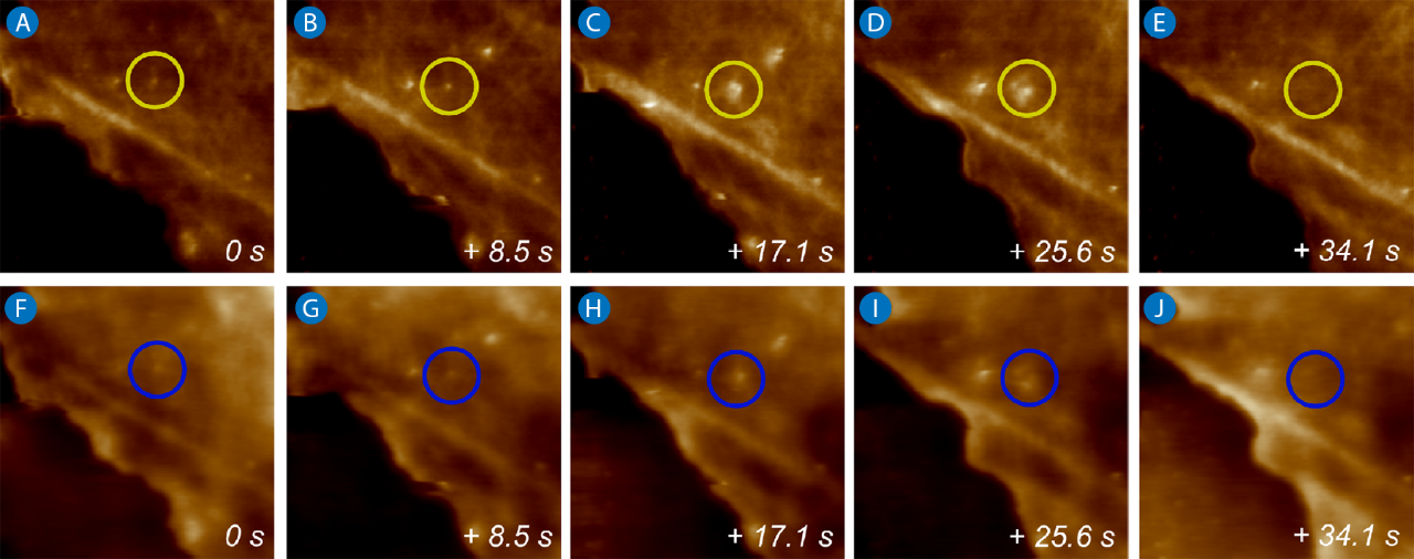 AFM Phase and Height images showing surface changes on a KPG7 fibroblast, linked to possible exocytic events. Yellow and blue areas highlight budding activity. Scan size: 5×5 µm; Z-height: 100 nm.