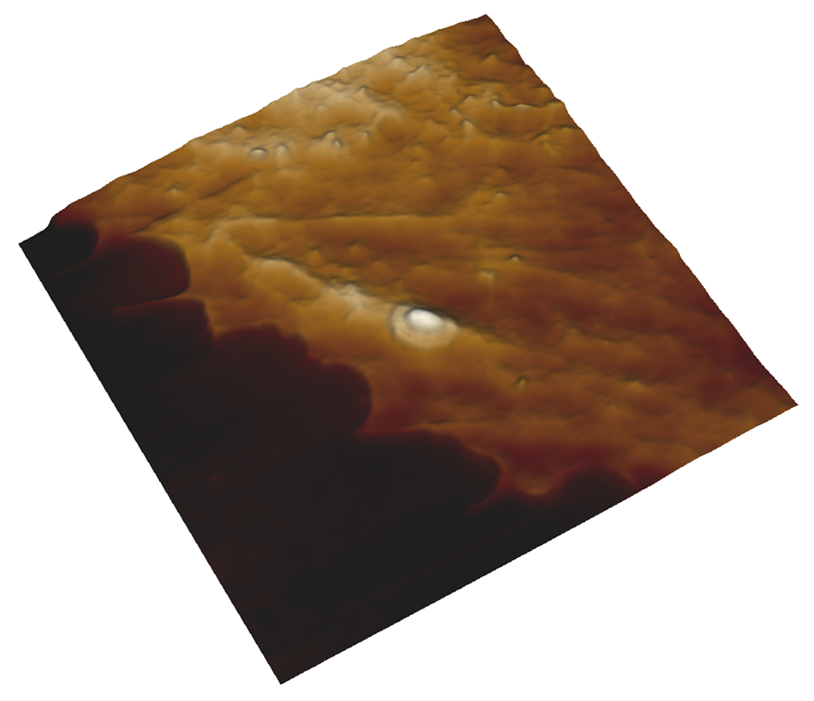 3D height image of live KPG7 fibroblast from ULTRA Speed AFM.