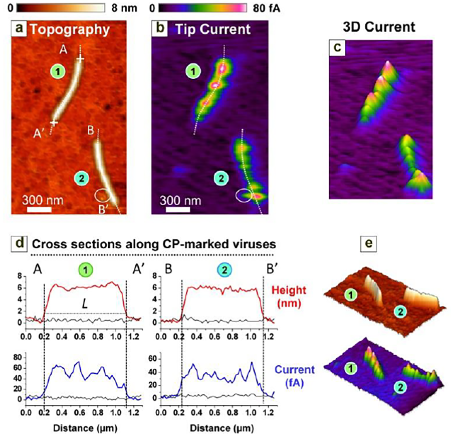 Image of virus particles on gold; protein clusters are not visible in topography but appear clearly in the tip current signal.