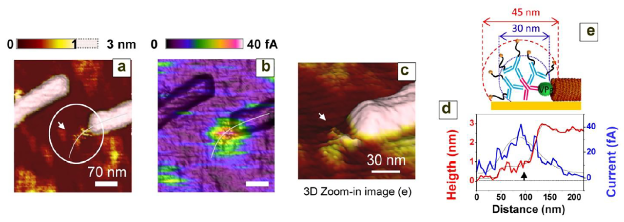 Mt/AFM-SECM imaging of the VPg-exposing extremity of the virus.