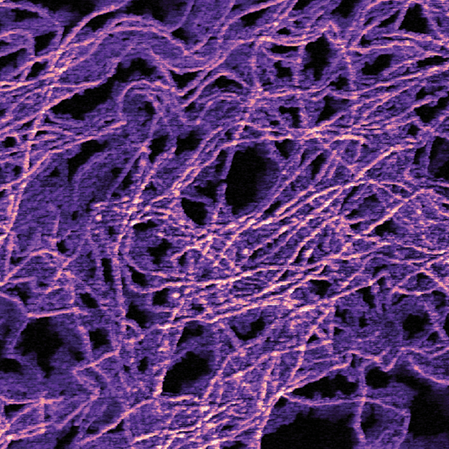 MultiMode 8-HR AFM - PeakForce TUNA Current Map of Poly(3-hexylthiophene) Organic Conductive Nanowires