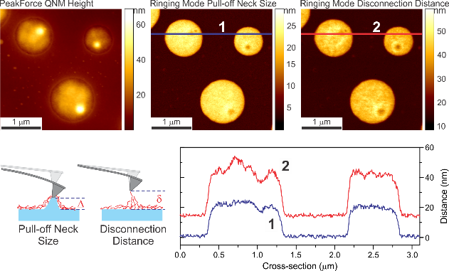 Ringing Mode + PeakForce QNM images simultaneously obtained on PS/LDPE polymer sample showing difference between Pull-off Neck Size and Disconnection Distance data channels (diagrams and cross sections). The Disconnection Distance (diagram E) includes the length of both the neck (diagram D) and any remaining surface molecules.