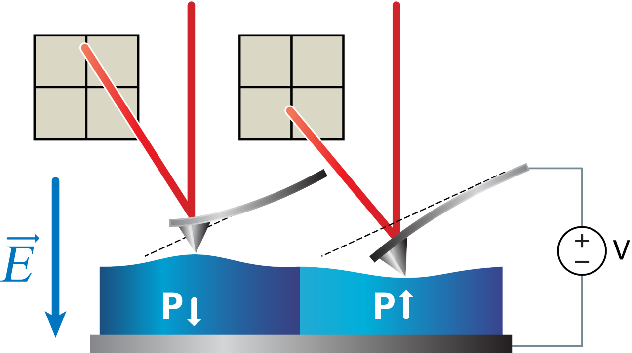 Illustration of PFM response of a sample, in blue, with positive electrostrictive constant indicated textually on the left and right. The sample (in blue) is expanding as the polarization of the domain is parallel to an increasing electric field