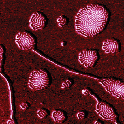 Mô-đun PeakForce-HR