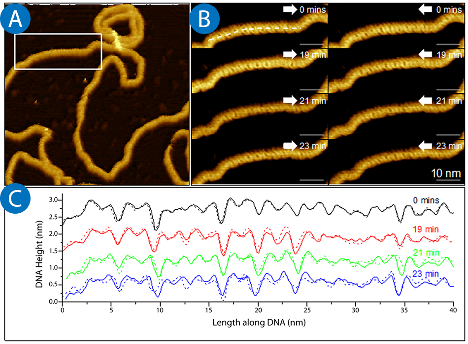 Application Note: Imaging of the DNA Double Helix with PeakForce ...