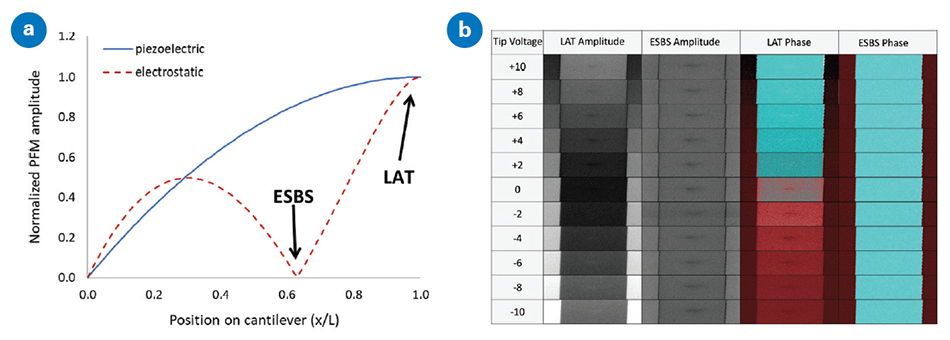Diagram illustrating the effect of electrostatic force on the cantilever depending on the beam-bounce laser position. The first sub-image (a) shows the electrostatic force on the cantilever having minimal influence on the cantilever deflection when the laser is positioned at the electrostatic blind spot (ESBS, see red-dashed line). The second sub-image (b) displays PFM maps of amplitude (left) and phase (right) collected at different tip voltages on PPLN, demonstrating the significant variation in response with surface potential when the laser is positioned at the tip (LAT) and the improvement possible with the ESBS.