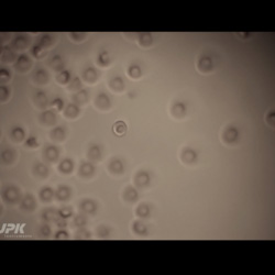 NanoTracker - Red blood cell transportation