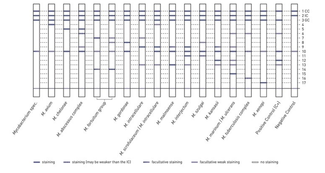 GenoType CMdirect VER 1.0 banding pattern