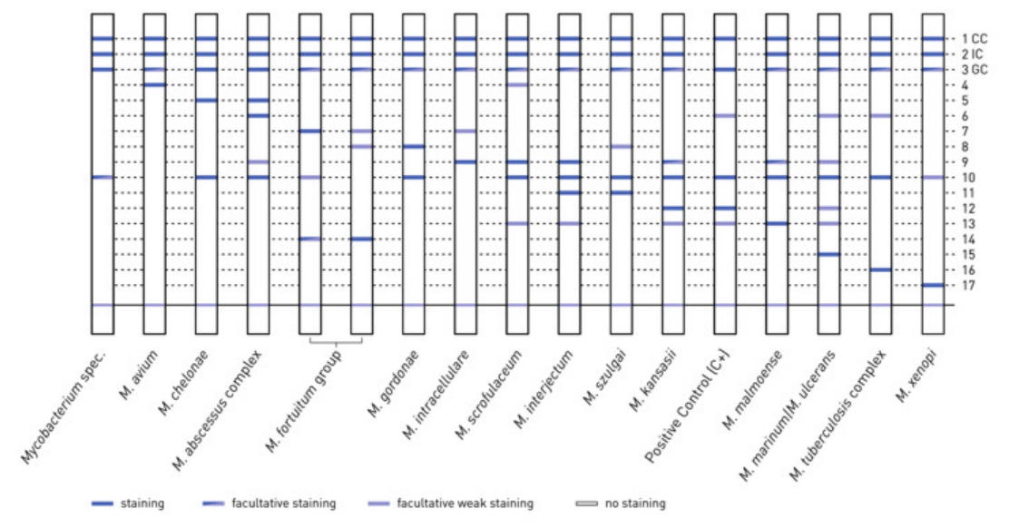 GenoType Mycobacteria CM VER 2.0 banding pattern