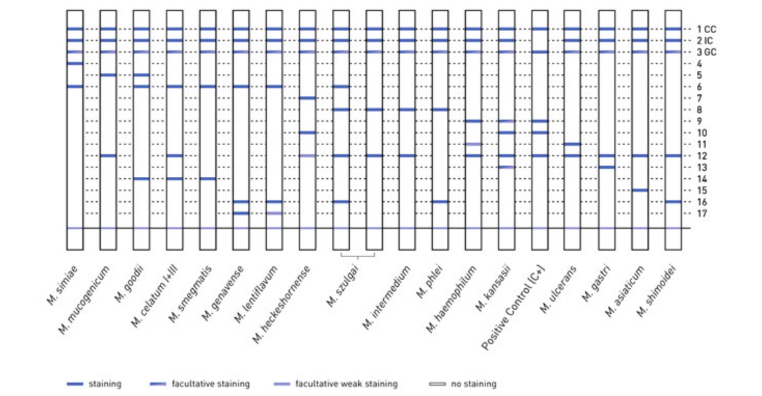 GenoType Mycobacteria AS VER 1.0 banding pattern