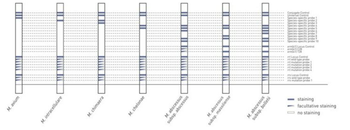 GenoType NTM-DR VER 1.0 banding pattern